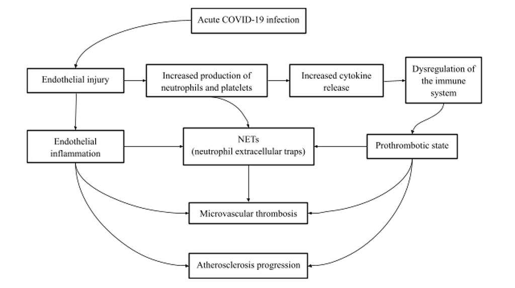 Figure 1. Diagram illustrating the processes from COVID-19 infection to microvascular thrombosis and accelerated atherosclerosis