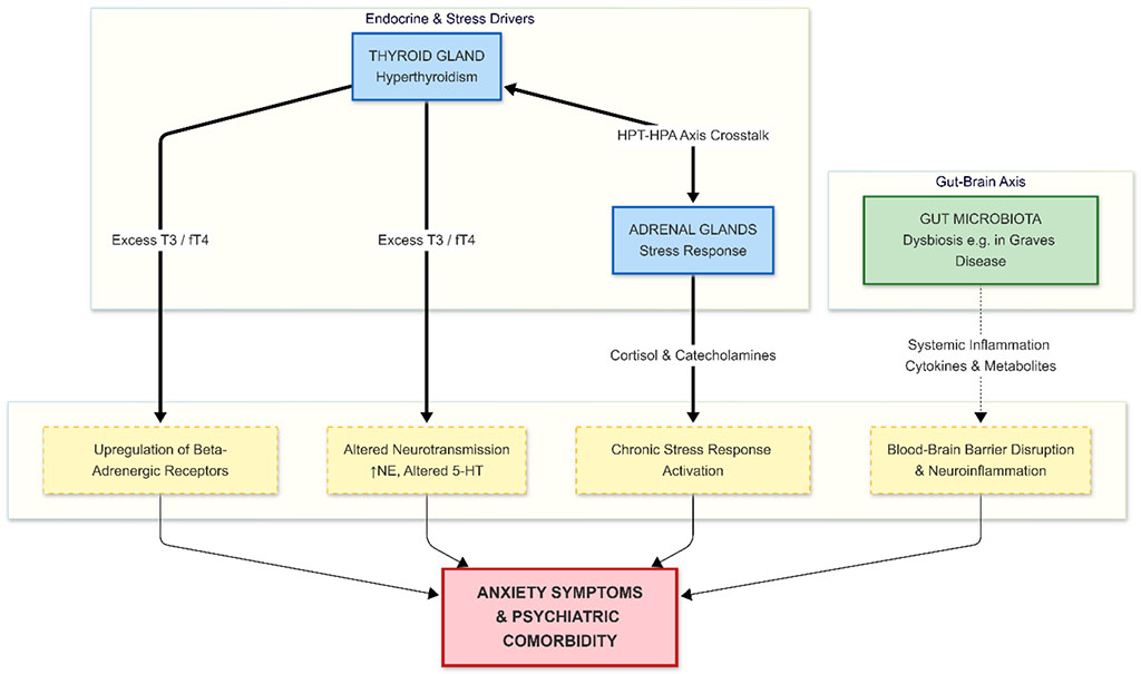 Figure 1. Schematic representation of the convergent pathophysiological mechanisms linking Hyperthyroidism and Anxiety Disorders. 