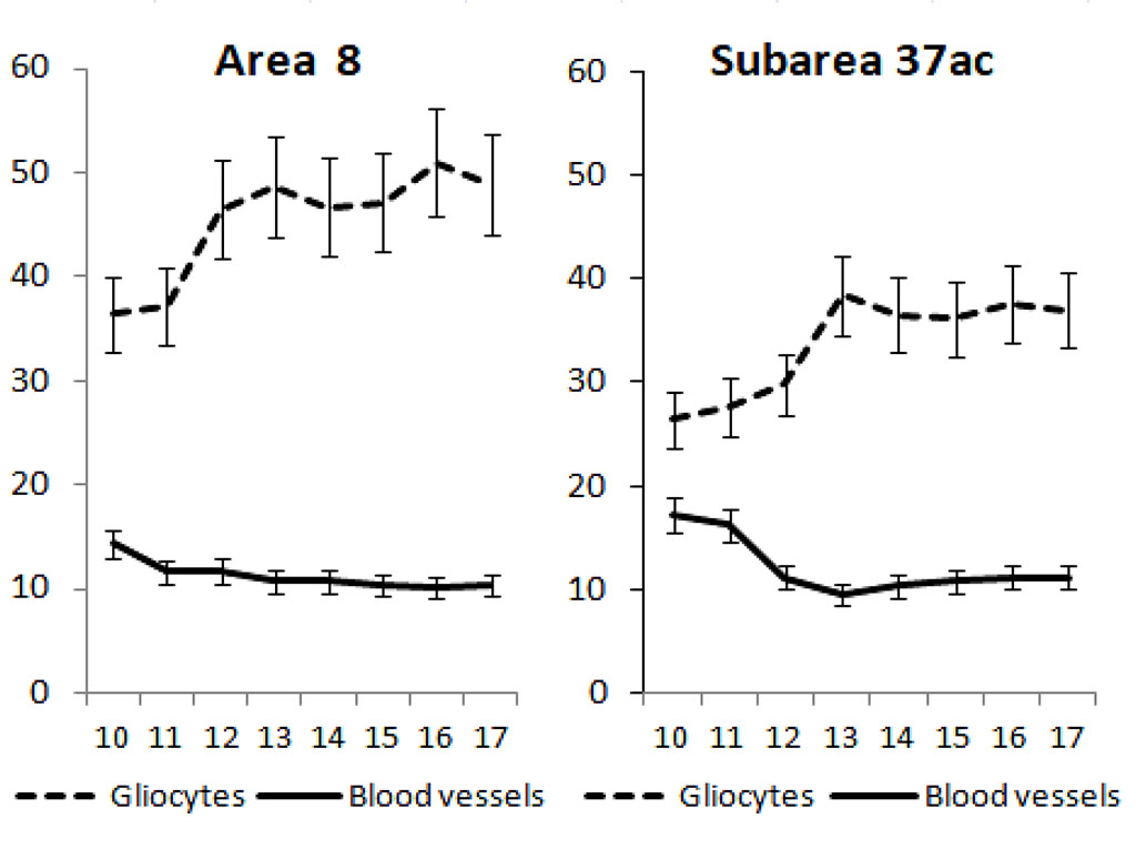 Fig. 1. Age-related changes in specific volumes of gliocytes and intracortical blood vessels in sublayer III3 of area 8 and subarea 37ac of the neocortex in boys aged 10 to 17 years. On the x-axis - age in years, on the y-axis - specific volumes in %, vertical bars - confidence interval at significance level p<0.05.