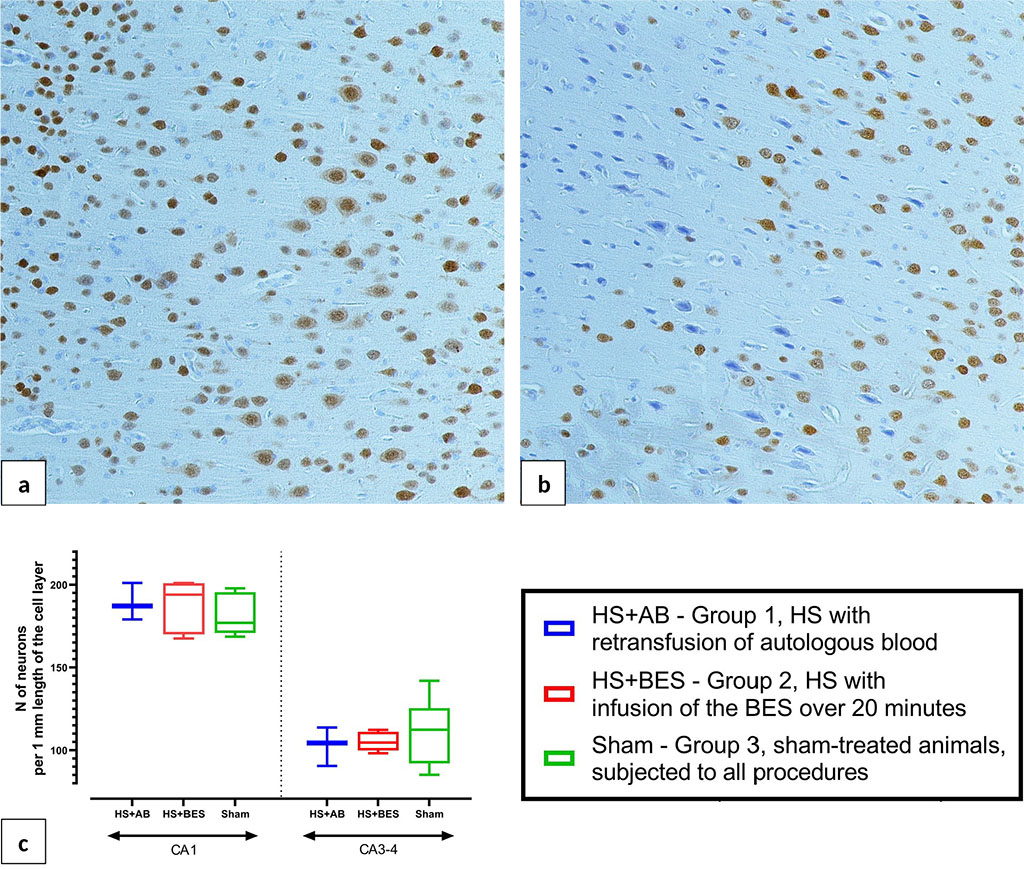 Figure 8. Microphotographs of the brain frontal sections 24 hours after HS and reperfusion. a - normal structure of the cerebral cortex. b - focus of ischemia in the cerebral cortex of HS+BES rats, immunohistochemical staining for the NeuN protein, peroxidase-antiperoxidase method, coverstaining with hematoxylin, ob. ×20. c - density of viable unchanged pyramidal neurons in fields CA1 and CA3-4 of the hippocampus.