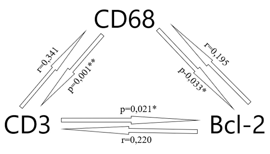 Figure 7. Correlation between the cells expression (* – p < 0.05, ** – p < 0.01)
