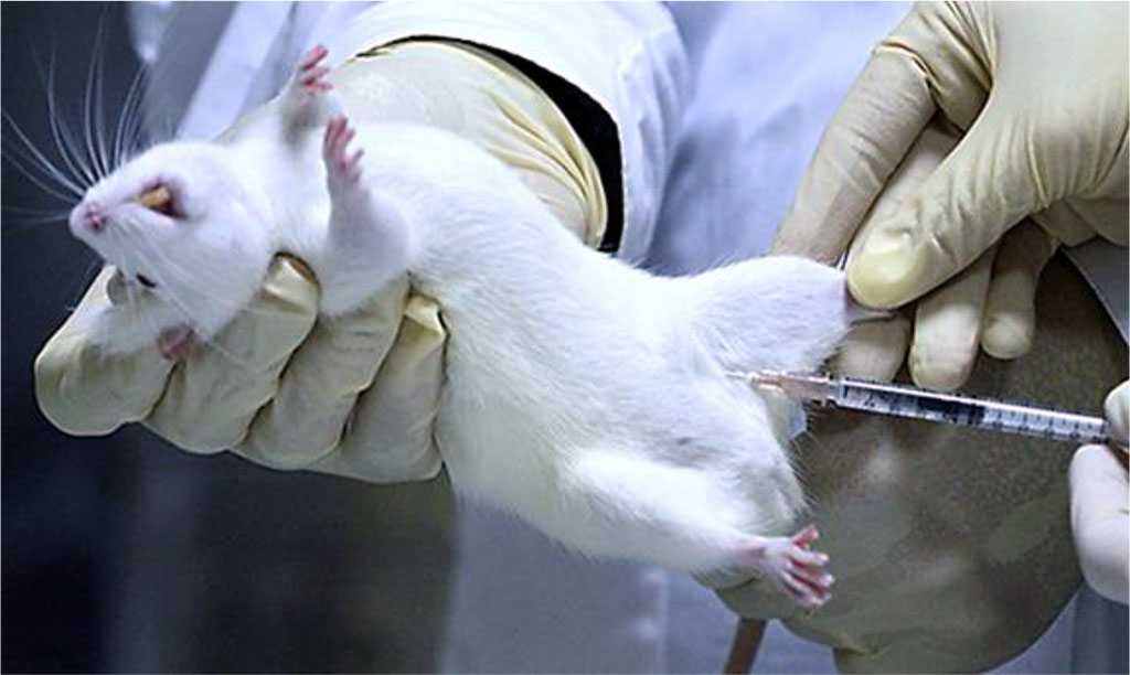 Fig 1. Intraperitoneal injection of streptozotocin done to a laboratory animal (rat).