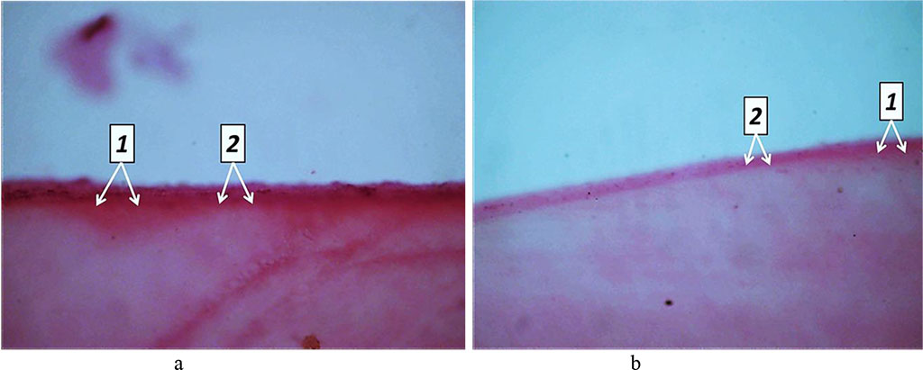 Fig. 26. Pathomorphological changes in the tooth enamel, the main group rats, Day 60 of the experiment: a, b – disturbed enamel mineralization seen as alternating zones of hypocalcinosis (1) and hypocalcinosis (2) (×100, hematoxylin-eosin staining).
