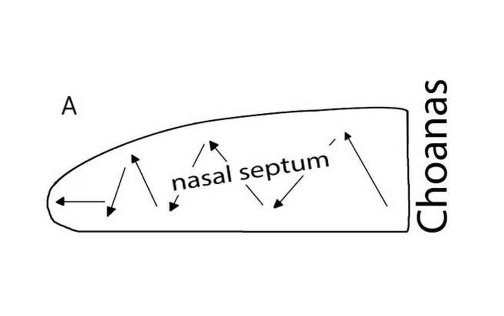 Figure 1. А. Scheme of the septoplasty simulation. Arrows indicate the direction of the nasal septum scarification. B. Location of the rat hippocampus subfields. Immunohistochemical reaction anti-p53. Staining with Mayer's hematoxylin. Magnification, х10. С. Location of the rat hippocampus subfields. Nissl staining. Magnification, х10