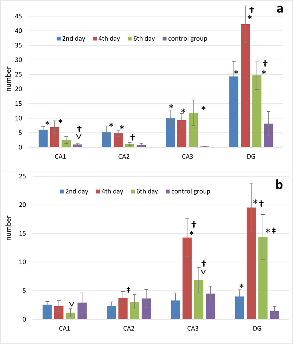 Figure 3. Changes in the number of p53-positive neurons (p53) (a) and dark neurons (b) in the septoplasty simulation. Note: * - significant differences between data of the control group and terms after operation (p<0.001); ˅ - significant differences between data of the control group and terms after operation (p<0.05); † - significant differences between terms after operation within experimental group (p<0.001); ‡ - significant differences between terms after operation within the experimental group (p<0.05).